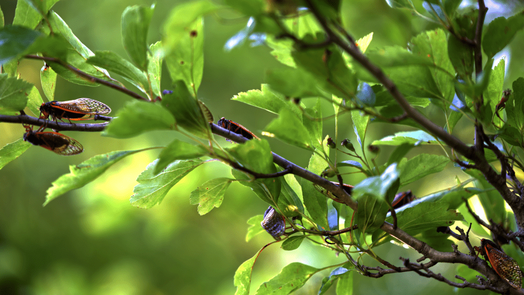 Cicada Symphony: Nature’s Chorus | Glenview Public Library